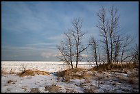 Dune grass, bare trees, and Lake Michigan. Indiana Dunes National Park ( color)