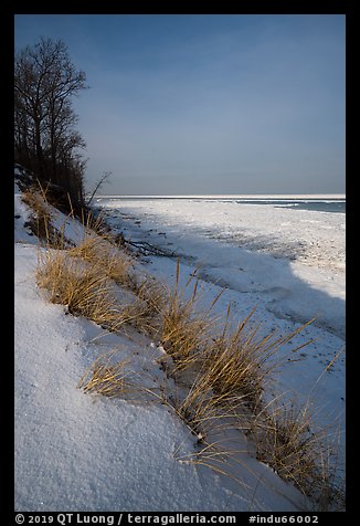 Grass on snowy dunes and frozen Lake Michigan at sunrise. Indiana Dunes National Park (color)