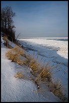 Grass on snowy dunes and frozen Lake Michigan at sunrise. Indiana Dunes National Park ( color)
