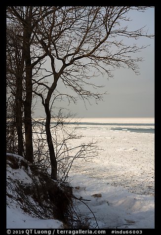 Bare trees and Frozen Lake Michigan. Indiana Dunes National Park (color)