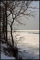Bare trees and Frozen Lake Michigan. Indiana Dunes National Park ( color)
