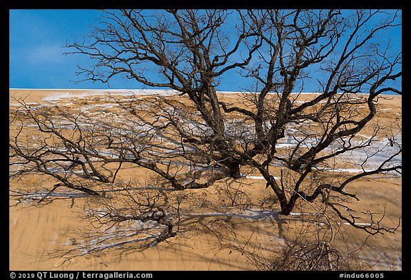 Black Oak trees engulfed by Mt Baldy dune. Indiana Dunes National Park (color)