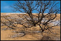 Black Oak trees engulfed by Mt Baldy dune. Indiana Dunes National Park ( color)