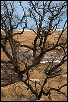Black Oak trees growing out of sand dune, Mt Baldy. Indiana Dunes National Park ( color)