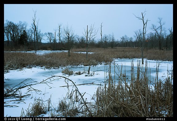 Great Marsh at dusk in winter. Indiana Dunes National Park (color)