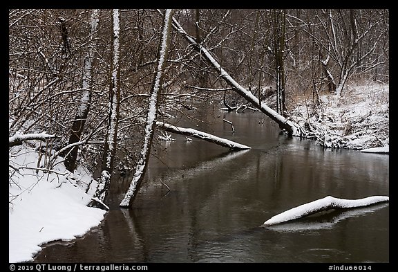Snowy tree trunks spanning Little Calumet River, Heron Rookery. Indiana Dunes National Park (color)