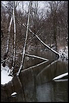 Little Calumet River in winter, Heron Rookery. Indiana Dunes National Park ( color)