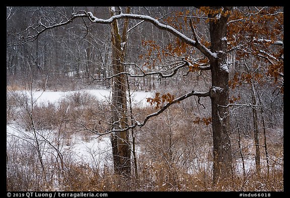 Forest and wetlands with fresh snow,. Indiana Dunes National Park (color)
