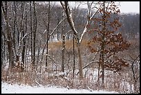 Trees and shrubs with fresh snow,. Indiana Dunes National Park ( color)