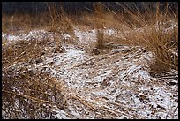 Grasses with fresh snow, Mnoke Prairie. Indiana Dunes National Park ( color)