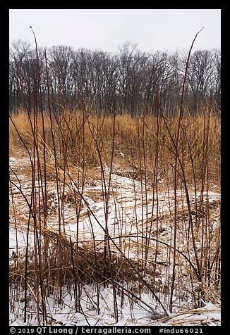 Tall grasses in winter, Mnoke Prairie. Indiana Dunes National Park (color)