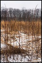 Tall grasses in winter, Mnoke Prairie. Indiana Dunes National Park ( color)