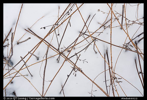 Close-up of reeds and snow. Indiana Dunes National Park (color)