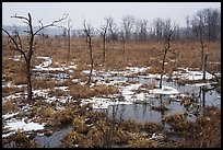 Cowles Bog in the rain, winter. Indiana Dunes National Park ( color)