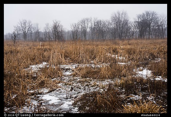 Cowles Bog in winter. Indiana Dunes National Park (color)