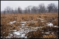 Cowles Bog in winter. Indiana Dunes National Park ( color)