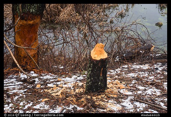 Trees chewed by beavers, Cowles Bog. Indiana Dunes National Park (color)