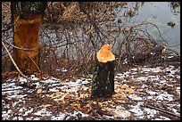 Trees chewed by beavers, Cowles Bog. Indiana Dunes National Park ( color)