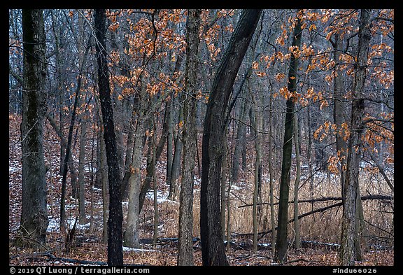 Oak trees in winter with autumn leaves. Indiana Dunes National Park (color)