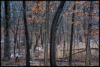 Oak trees in winter with autumn leaves. Indiana Dunes National Park ( color)