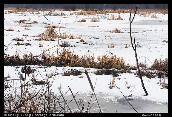 Frozen surface of Cowles Bog. Indiana Dunes National Park (color)