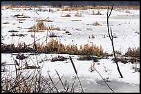 Frozen surface of Cowles Bog. Indiana Dunes National Park ( color)