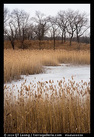 Reeds, frozen pond, and black oak trees. Indiana Dunes National Park (color)