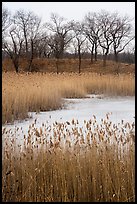 Reeds, frozen pond, and black oak trees. Indiana Dunes National Park ( color)