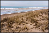Grasses, dunes, and beach in winter. Indiana Dunes National Park ( color)