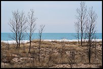 Bare trees and Lake Michigan in winter. Indiana Dunes National Park ( color)