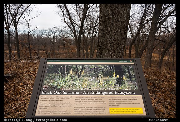 Black Oak Savanna interpretive sign. Indiana Dunes National Park (color)