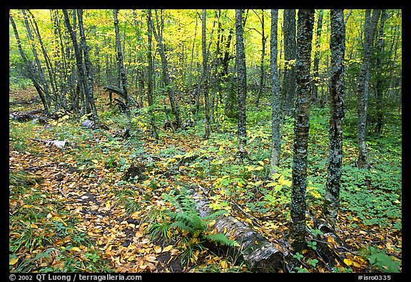 Forest in fall, Windego. Isle Royale National Park (color)