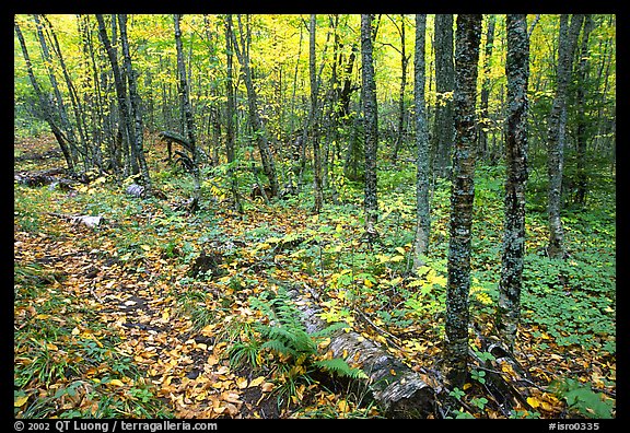 Forest in fall, Windego. Isle Royale National Park, Michigan, USA.