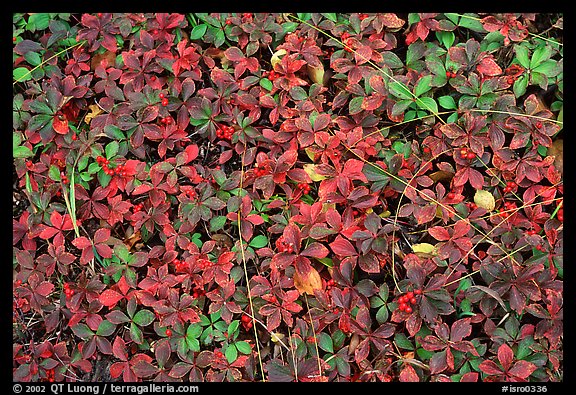 Forest floor detail with berry leaves. Isle Royale National Park, Michigan, USA.