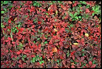 Forest floor detail with berry leaves. Isle Royale National Park, Michigan, USA.