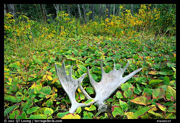 Moose antlers, Windego. Isle Royale National Park, Michigan, USA.