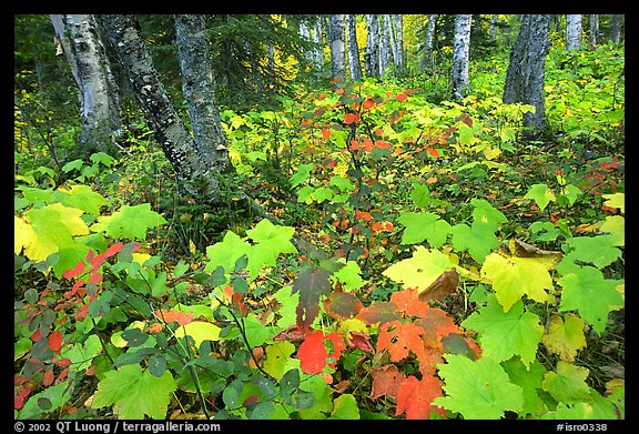 Forest in fall, Windego. Isle Royale National Park (color)