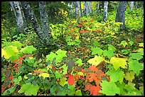 Forest in fall, Windego. Isle Royale National Park, Michigan, USA. (color)