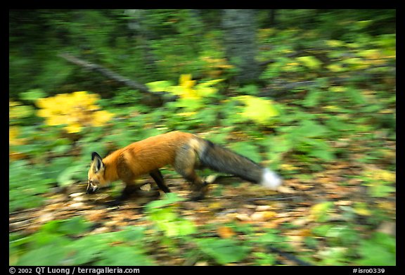 Red fox. Isle Royale National Park, Michigan, USA.