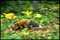 Red fox. Isle Royale National Park, Michigan, USA. (color)