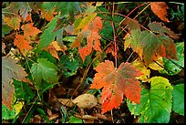 Maple leaves on forest floor. Isle Royale National Park, Michigan, USA. (color)