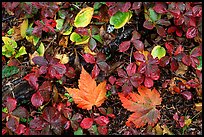 Forest floor detail in autumn. Isle Royale National Park ( color)