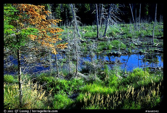 Beaver pond. Isle Royale National Park, Michigan, USA.