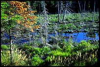 Beaver pond. Isle Royale National Park, Michigan, USA.