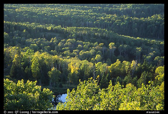 Forest seen  from Mount Franklin. Isle Royale National Park (color)