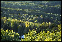Forest seen  from Mount Franklin. Isle Royale National Park ( color)