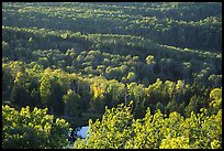 Forest seen  from Mount Franklin. Isle Royale National Park, Michigan, USA. (color)