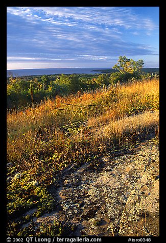 Grasses and Lake Superior seen  from  Greenstone ridge, morning. Isle Royale National Park (color)