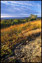 Grasses and Lake Superior seen  from  Greenstone ridge, morning. Isle Royale National Park ( color)