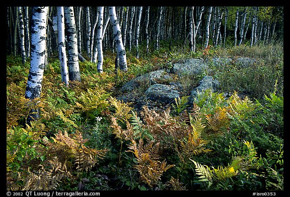 Birch trees on Greenstone ridge. Isle Royale National Park (color)